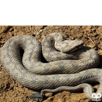 گونه مار افعی کوهرنگی Kuhrangs Viper